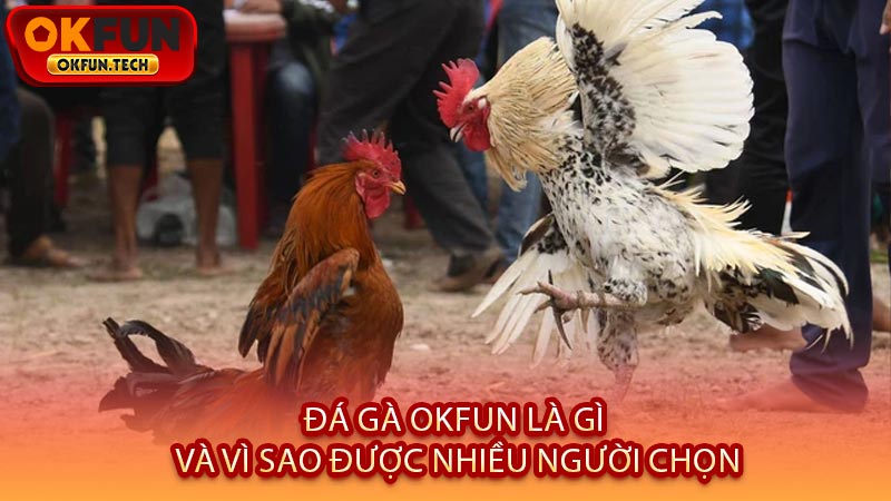 Đá Gà OKFUN Là Gì Và Vì Sao Được Nhiều Người Chọn