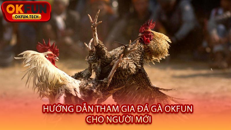 Hướng Dẫn Tham Gia Đá Gà OKFUN Cho Người Mới