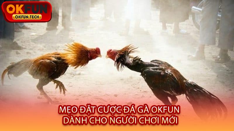 Mẹo Đặt Cược Đá Gà OKFUN Dành Cho Người Chơi Mới