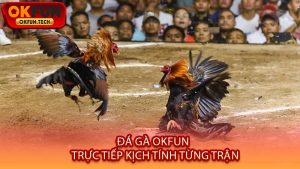 Đá Gà OKFUN - Trực Tiếp Kịch Tính Từng Trận