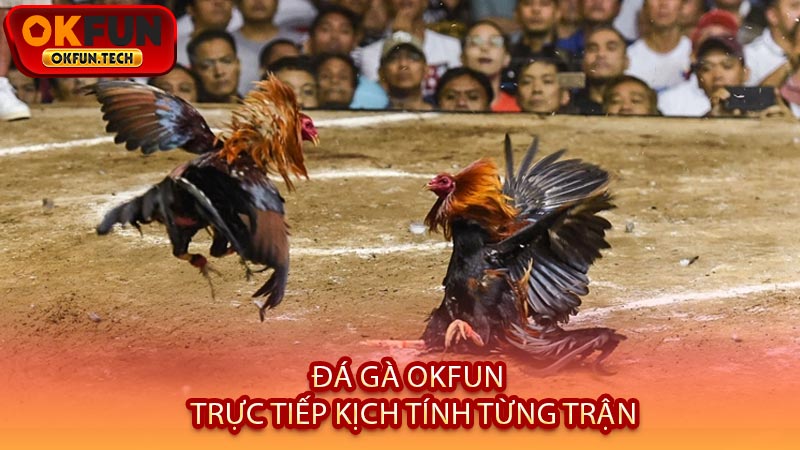 Đá Gà OKFUN - Trực Tiếp Kịch Tính Từng Trận